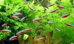 紅綠燈魚(yú)怎么養 紅綠燈魚(yú)怎么繁殖 怎么分公母