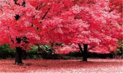美國紅楓適合什么地方生長(cháng) 美國紅楓種植方法