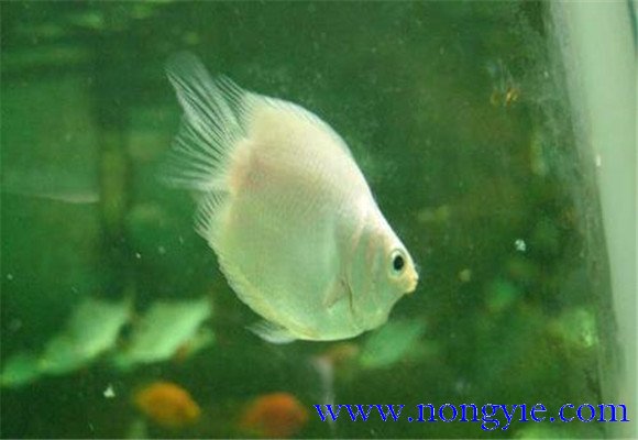 接吻魚(yú)飼養管理技術(shù)