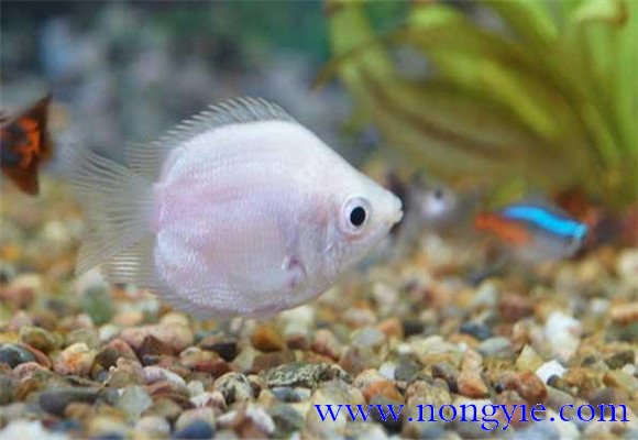 接吻魚(yú)怎么養才好