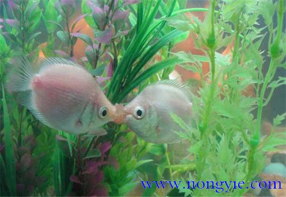 接吻魚(yú)的飼養要點(diǎn)