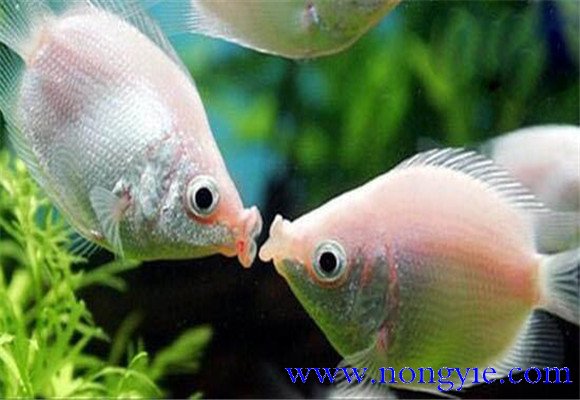 接吻魚(yú)能長(cháng)多大