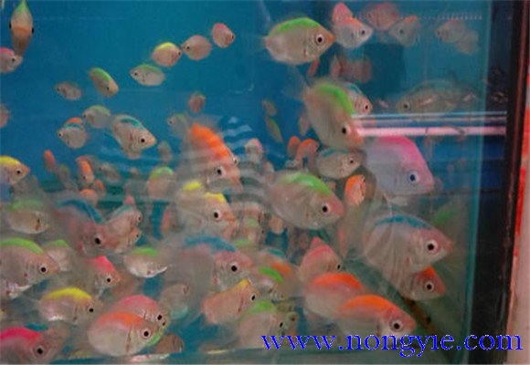 接吻魚(yú)的生長(cháng)環(huán)境