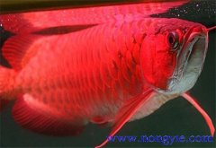 紅龍魚(yú)價(jià)格多少錢(qián)一條，紅龍魚(yú)如何飼養與管理