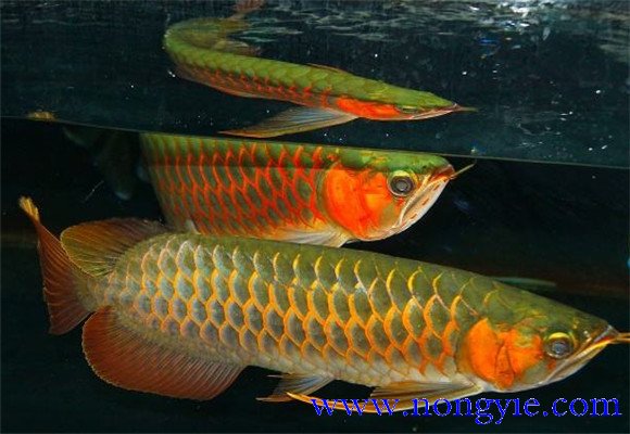 紅龍魚(yú)如何飼養與管理