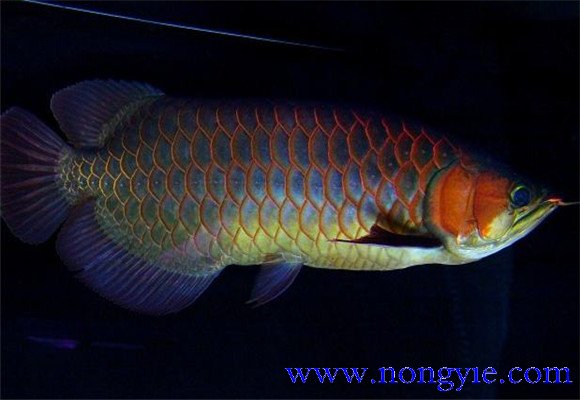 藍底紅龍魚(yú)