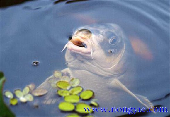 用金魚(yú)苗喂養黃鱔