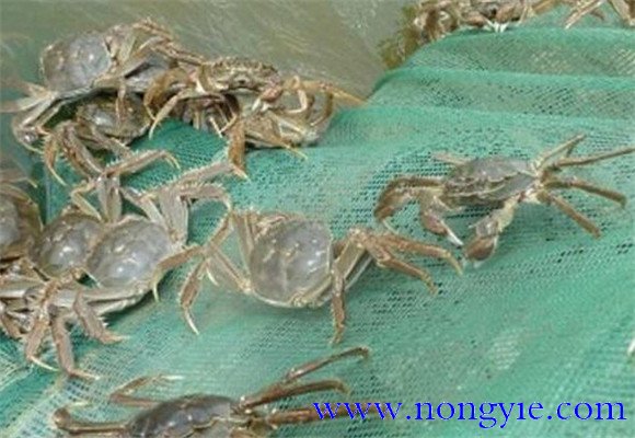養殖河蟹需要什么條件