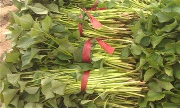 紅薯葉子的營(yíng)養價(jià)值與功效