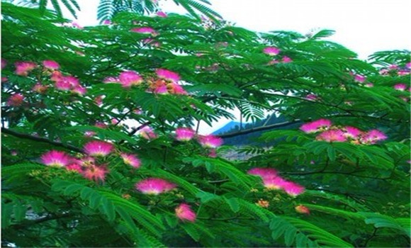 合歡樹(shù)枯萎病的發(fā)生規律