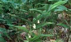 玉竹怎樣種植 北方地區玉竹種植技術(shù)要點(diǎn)