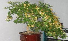 金銀花盆景的栽培和養護