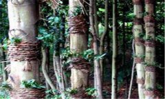 仿野生鐵皮石斛如何種植，鐵皮石斛的種植技術(shù)