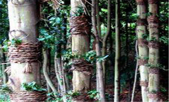 仿野生鐵皮石斛如何種植，鐵皮石斛的種植技術(shù)