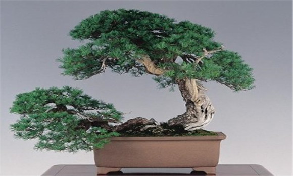 側柏的盆景造型與養護