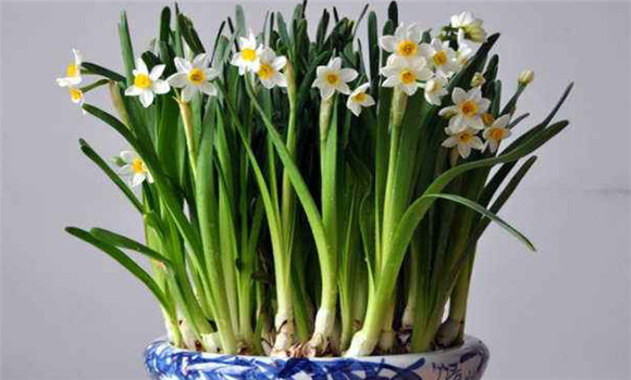 如何延長(cháng)水仙花期