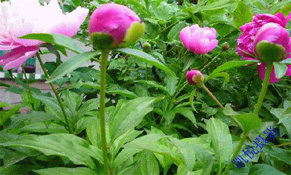 芍藥花的養殖方法