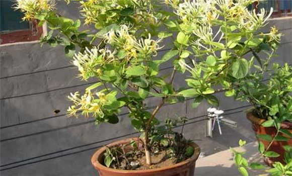 盆栽金銀花的養殖方法