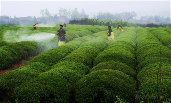農業(yè)種植技術(shù)