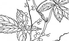 絞股藍有哪些病蟲(chóng)害 絞股藍病蟲(chóng)害的防治方法