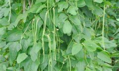 種植豇豆在肥水管理上應抓住哪些技術(shù)環(huán)節