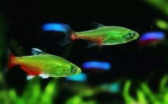紅十字魚(yú)圖片 紅十字魚(yú)養法知多少