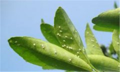 柑桔粉虱發(fā)生規律特點(diǎn) 柑桔粉虱防治用什么農藥