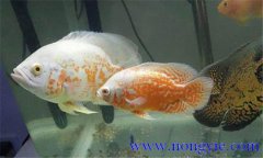 如何讓繁殖地圖魚(yú)，地圖魚(yú)的繁殖方法