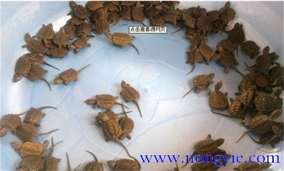 烏龜稚龜飼養管理方法