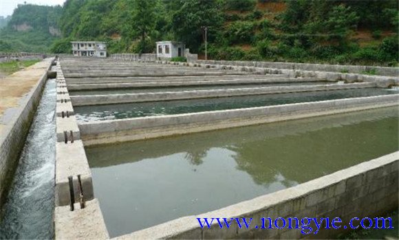 中華鱉養殖池的建造