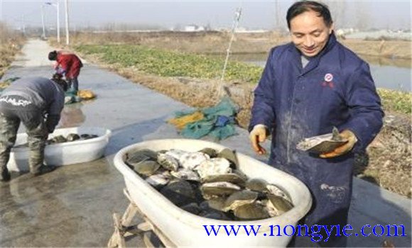 中華鱉怎么養