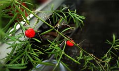 天門(mén)冬的生長(cháng)習性 天門(mén)冬種植技術(shù)與主要步驟