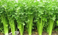 怎樣種植芹菜，芹菜的種植方法與技術(shù)要點(diǎn)