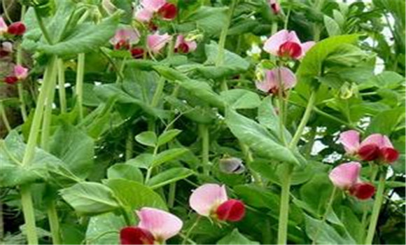豆莢類(lèi)蔬菜