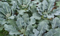 青花菜的生長(cháng)周期有多長(cháng) 青花菜對生長(cháng)條件的要