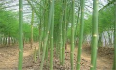 蘆筍的種植方法 蘆筍施肥、培土的管理方法