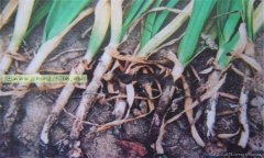 大蒜細菌性軟腐病的癥狀有哪些 怎樣防治？