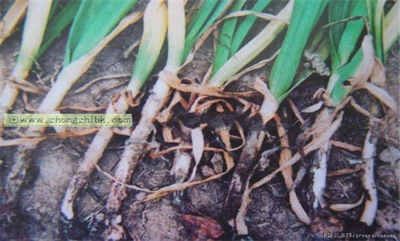 大蒜細菌軟腐病發(fā)病規律