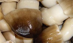 草菇的營(yíng)養價(jià)值及經(jīng)濟價(jià)值如何？