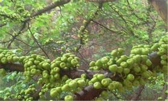 無(wú)花果的生長(cháng)習性