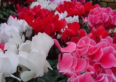 仙客來(lái)的養殖方法
