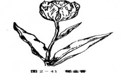 郁金香如何養殖，郁金香的養殖方法