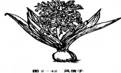 如何養殖風(fēng)信子，風(fēng)信子的養殖方法