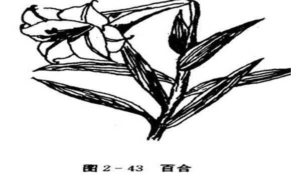 百合花怎么養