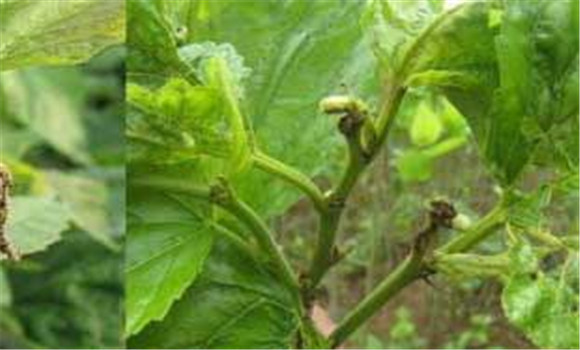 桑樹(shù)蟲(chóng)害用什么藥、怎么防治