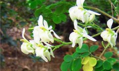 辣木樹(shù)的生長(cháng)環(huán)境要求 辣木的產(chǎn)地分布