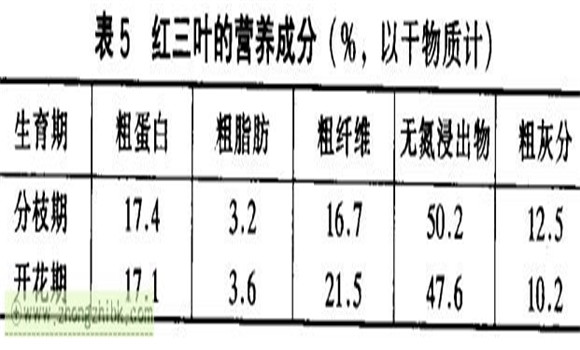 紅三葉草的功效 紅三葉經(jīng)濟價(jià)值及功效