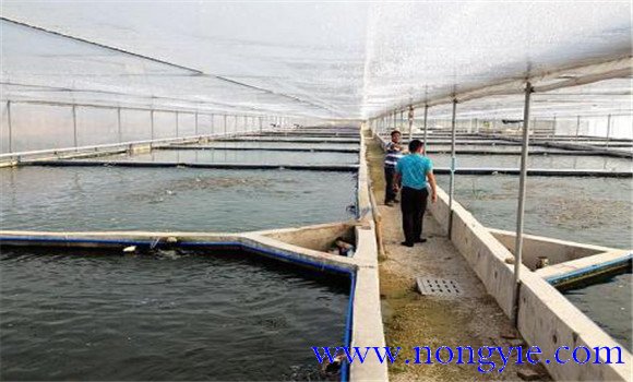 魚(yú)龜混養怎么喂食