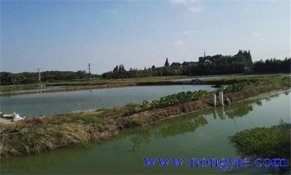 哪些魚(yú)類(lèi)可以與龜混養