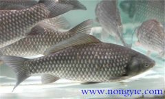 四大家魚(yú)的生活水層簡(jiǎn)介 四大家魚(yú)養殖技術(shù)要點(diǎn)